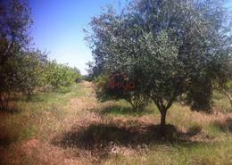 Terrain for vendre in Route d'Ourika - Marrakech